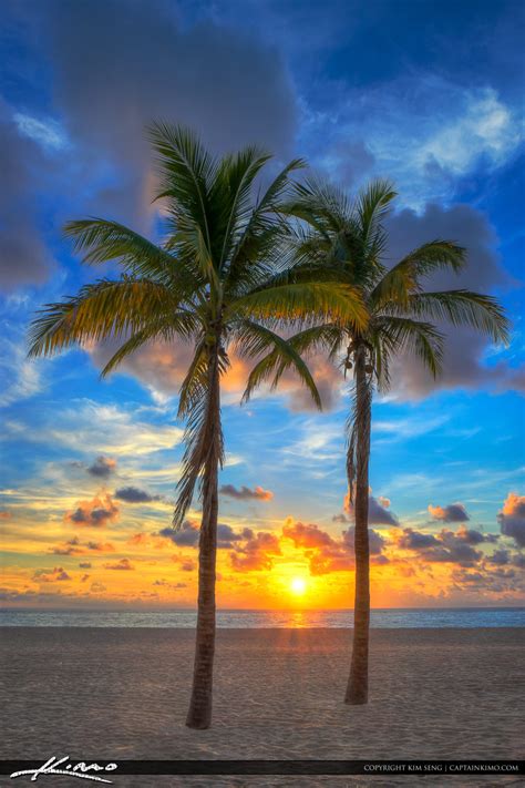 Palm tree bark stock illustrations Florida Sunrise at Beach with Coconut Trees | HDR ...