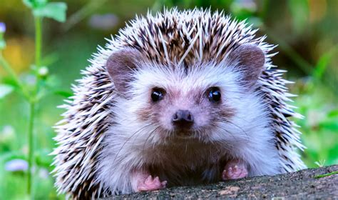 17 Fun Facts About Hedgehogs 2023 Bird Watching Hq