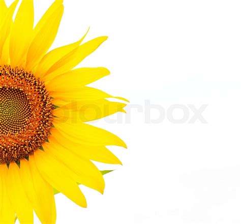 Sunflower Stock Image Colourbox