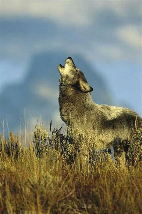 Howling Timber Wolf Wolf Dog Wolf