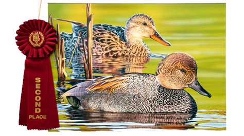 Maryland Artist Wins 2021 California Duck Stamp Contest An Official