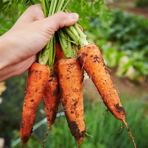 How To Grow Carrots From Seed To Harvest