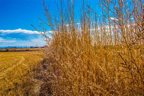 Tall Dry Yellow Grasses In The Foreground And Farm Field Background