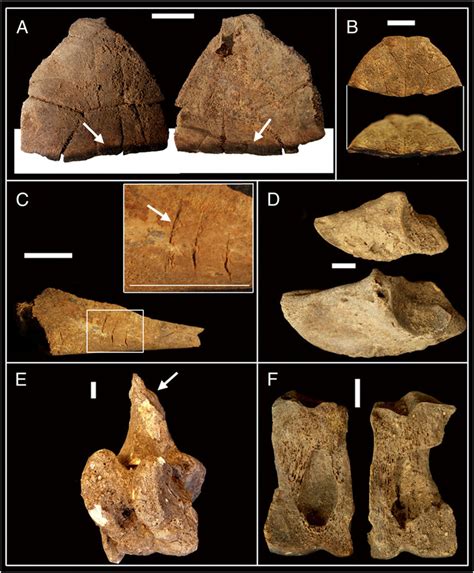 Anthropogenic Damage On Aurochs And Tortoise Remains From Hilazon