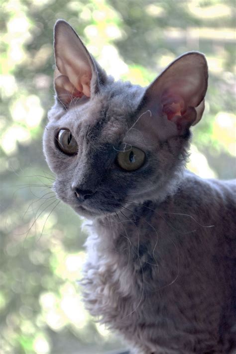 Devon Rex Wikipedia