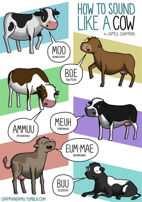 Sounds Cows Make In Different Languages Bilingual Kidspot