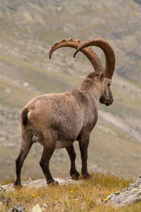 Download Wallpaper 800x1200 Alpine Ibex Goat Mountains Horns Iphone