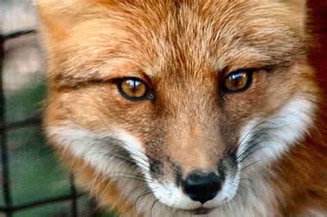 The Best Blog In Act Pet Foxes