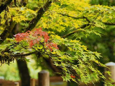 Gardeners Talk Autumn Colors And Japanese Maples — Seattle Japanese
