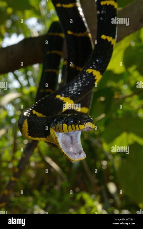 serpiente con la boca abierta fotografías e imágenes de alta resolución alamy
