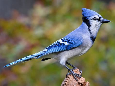 Winter Backyard Birds — South Carolina Wildlife Federation