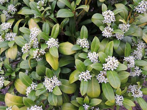 White Flowering Shrubs 20 Of The Best Varieties For Your Garden