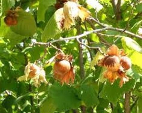 American Hazelnut Trees Corylus Americana Etsy