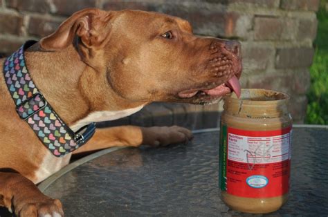 Why Dogs Love Peanut Butter So Much
