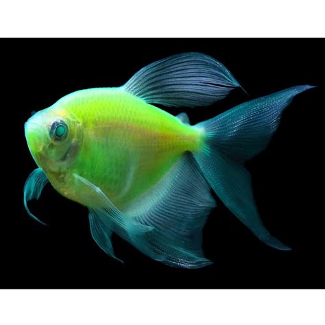 Glofish Electric Green Longfin Tetra Fish Goldfish Betta And More