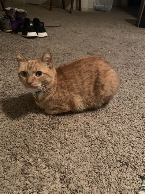 My New Cat Being The Best Loaf Ever Rcatloaf
