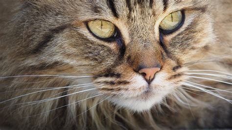 It is natural for a cat losing whiskers as they just fall off, just like human hair, but they'll grow back within one or two months. How often should cats' whiskers be trimmed? - Vet Help Direct