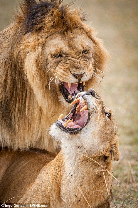 Photographer Captures Expressions On Lions Faces While Theyre Mating