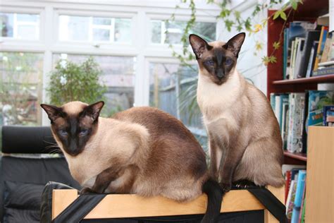 Two Beautiful Seal Point Siamese Siamese Cats Seal Point Siamese Cats
