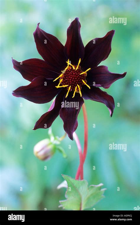 Dahlia Dark Desire Black Deep Purple Flower Garden Plant Dahlias