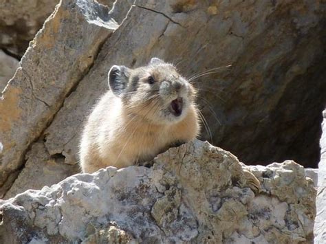 Alpine Pikas May Survive Climate Change â€ Depending On Where They