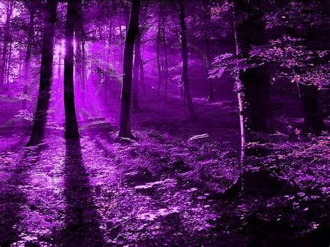 720p Free Download Purple Forest Forest Purple Trees Sunlight Hd