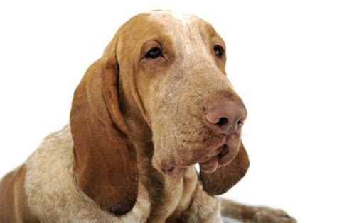 A group where bracco italiano litters worldwide can be seen by breeders and enthusiasts alike, please post your litters with details of sire and dam Bracco Italianos for Sale Breed Group: Sporting Height: 21 ...