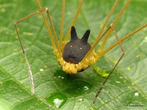9 Incredibly Cute Arthropods Harvestman Spider Weird
