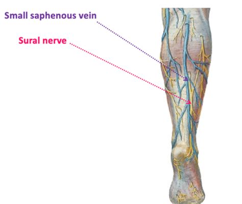 Posterior Compartment Of The Leg Flashcards Quizlet