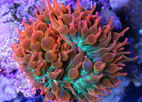 How To Frag Anemones Reef Builders The Reef And Saltwater Aquarium Blog