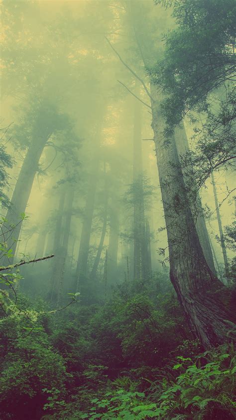 46 Foggy Forest Iphone Wallpaper Wallpapersafari