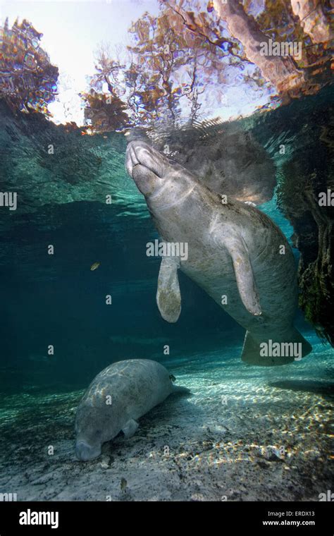 Two West Indian Manatees Or Sea Cows Trichechus Manatus Three