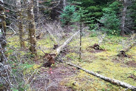 Forest Health Seminar To Help Landowners Understand Tree Mortality