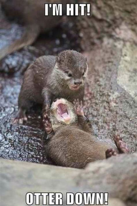 Otter War With Images Funny Animals Funny Animal Pictures Animal
