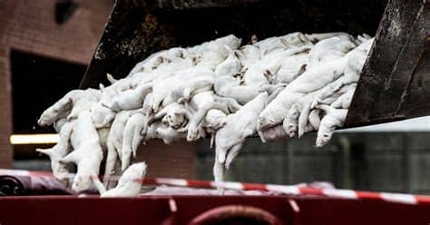 Denmark, however, has said it won't take any risks against the cluster 5 strain. Denmark to kill 15 million mink amid "very serious ...