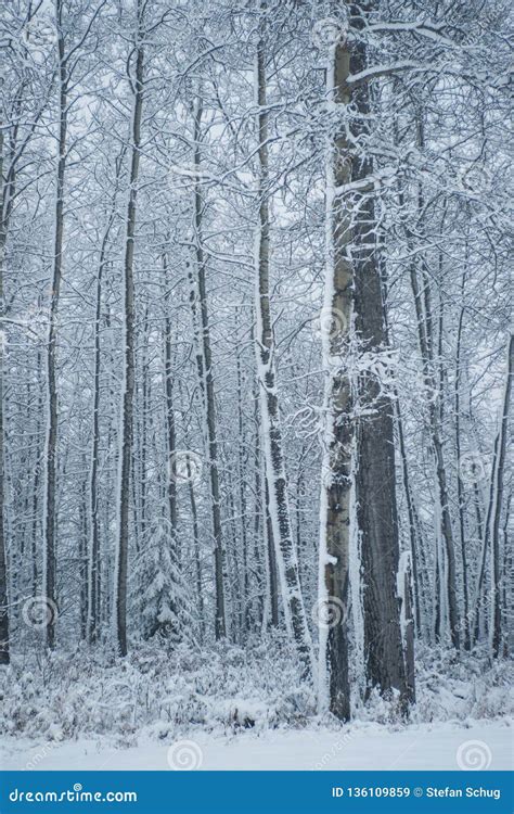 Canadian Winter Landscape Snowy Hardwood Forest Stock Image Image