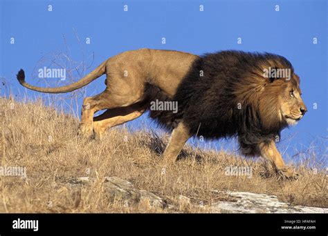 African Lion Panthera Leo Male Stock Photo Alamy