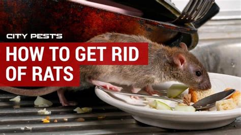 How To Get Rid Of Pack Rats In Your Home Car Or Garage