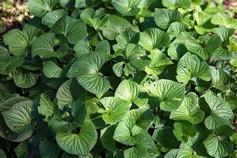 Plant Native Ground Covers And Make America Green Again Plants Ground