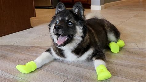 Funny Huskies Try Shoes For The First Time Youtube