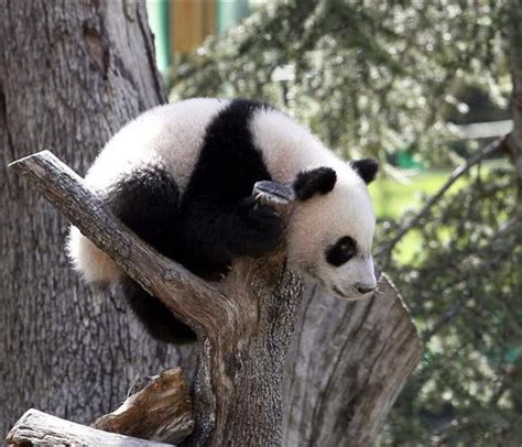 La Cría De Oso Panda Xin Bao Celebra Mañana Su Primer Año De Vida En