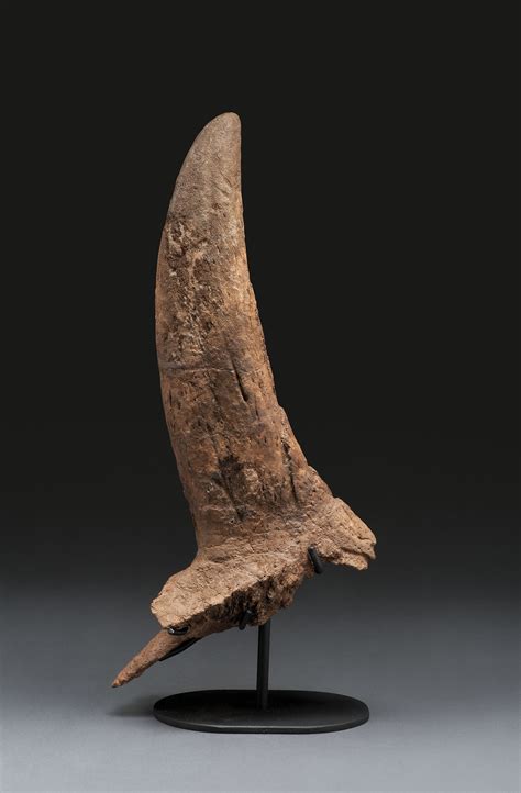 A Small Triceratops Horn