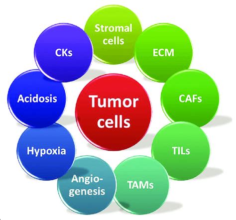 The Tumor And Its Microenvironment Ecm Extracellular Matrix Caf
