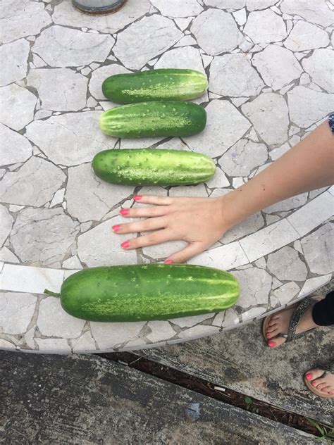 cucumbers my wife s hand for scale r gardening