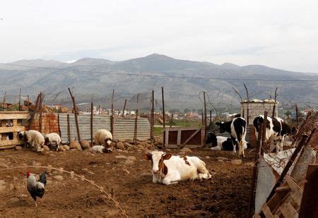 Too Close For Comfort Grazing Cows Lead To Squabble On Lebanese Israeli Border By Reuters