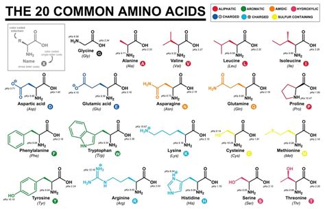 Amino Acid Name Chart