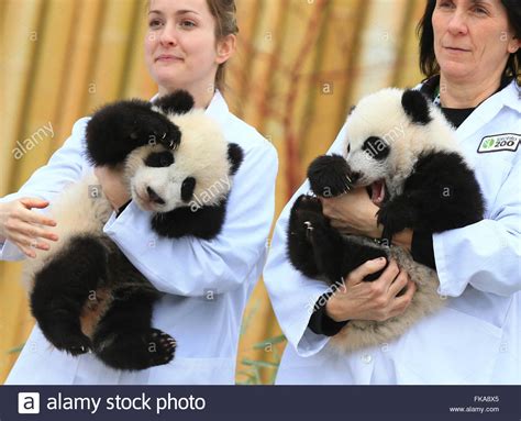 Toronto Canada 7th Mar 2016 Giant Panda Twin Cubs Jia Panpan R