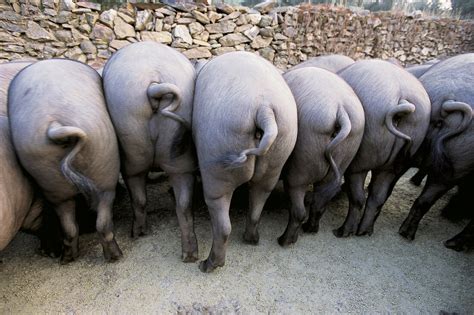 Rear View Of Spanish Iberico Pigs In A License Image 10156794