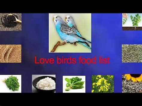 Love Birds Food List Vlrengbr