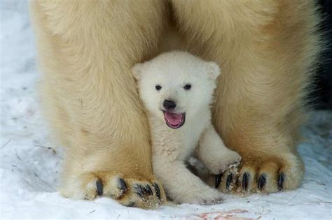 Why Are Polar Bears White Polar Bear White Color • Polar Bear Facts